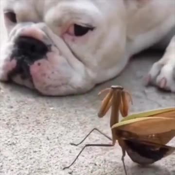 The dog is not impressed.. 😂