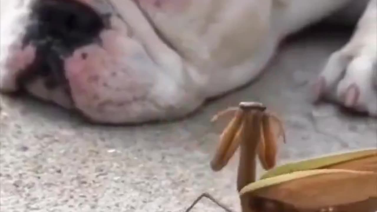 The dog is not impressed.. 😂