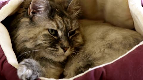 Adorable Cat compilation!