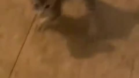 cats & Kittens