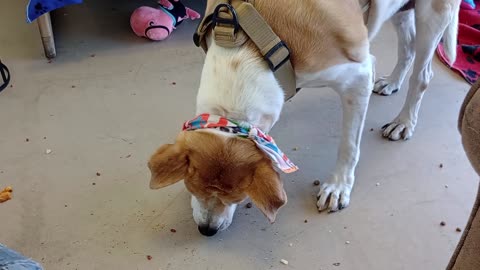 Cherry 9y A571988@TRN is now in foster. I need more eye contact, stronger bond between us20250727457