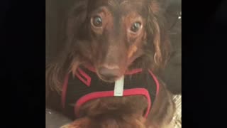 Is My Dog Still Alive?