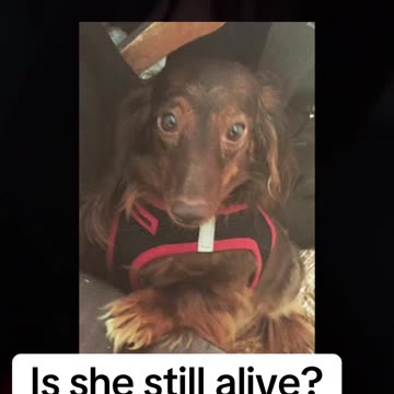 Is My Dog Still Alive?