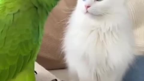Very funny 😂 video of cat 🤣and parrots 🦜