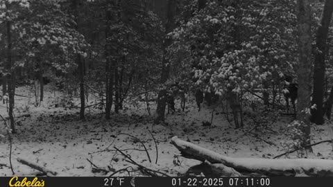 Deer