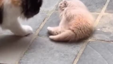 Cat Falls Off The Couch