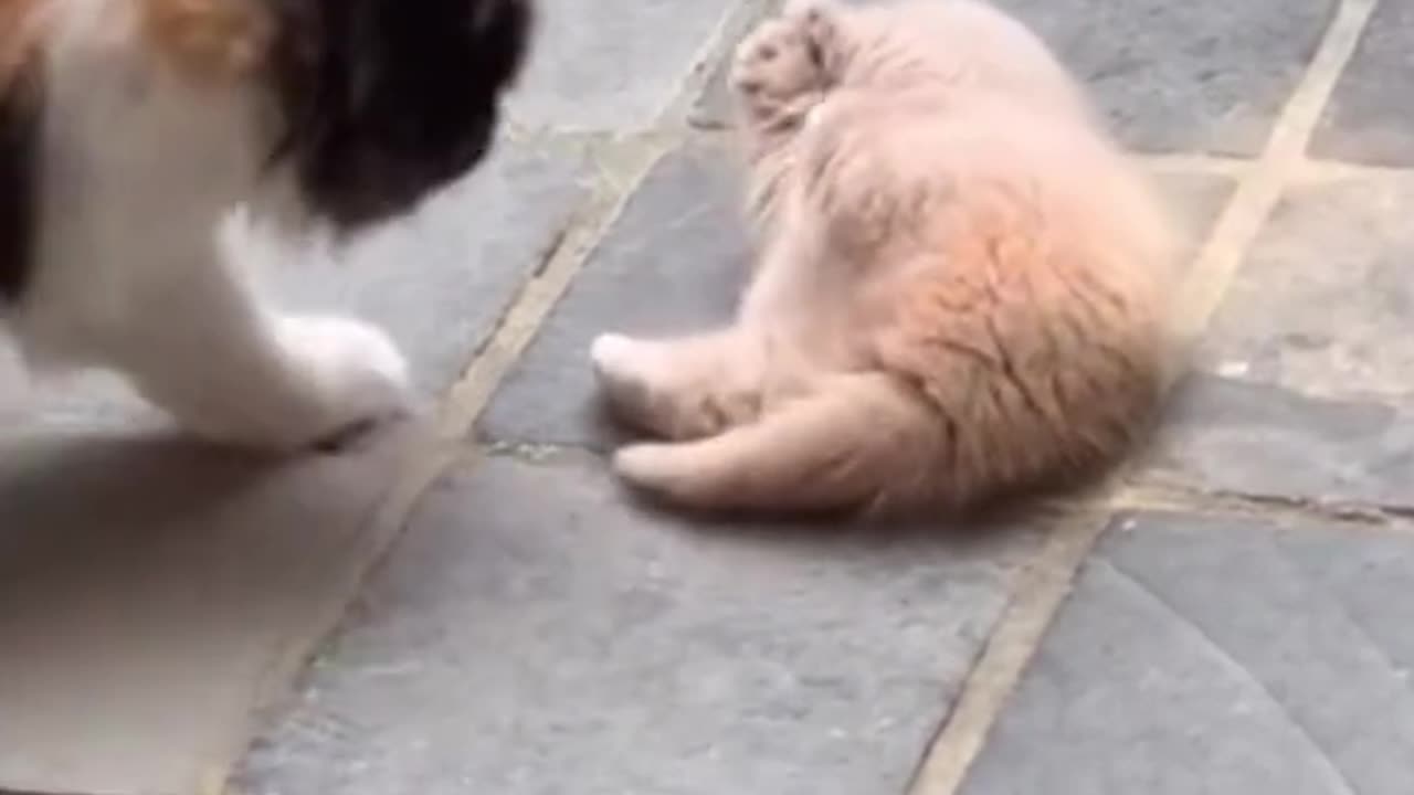Cat Falls Off The Couch