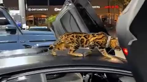 Cars Collection