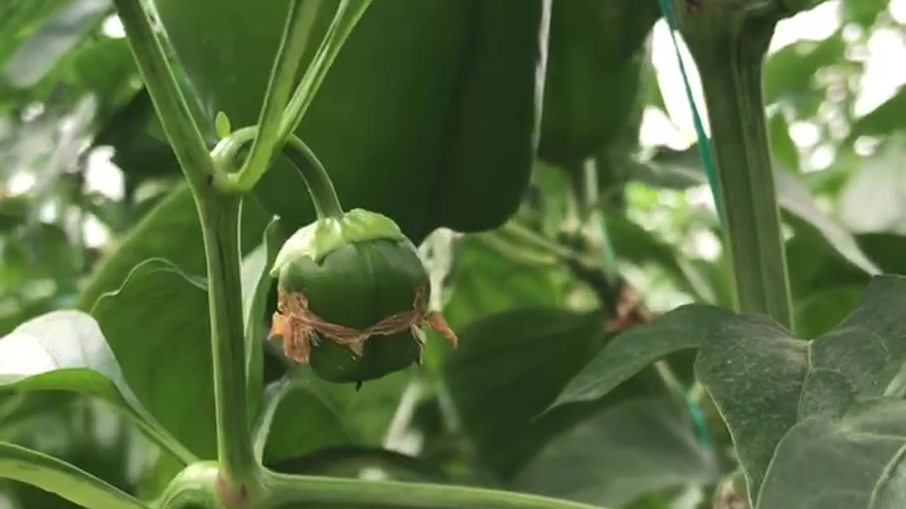 Bell pepper in greenhouse