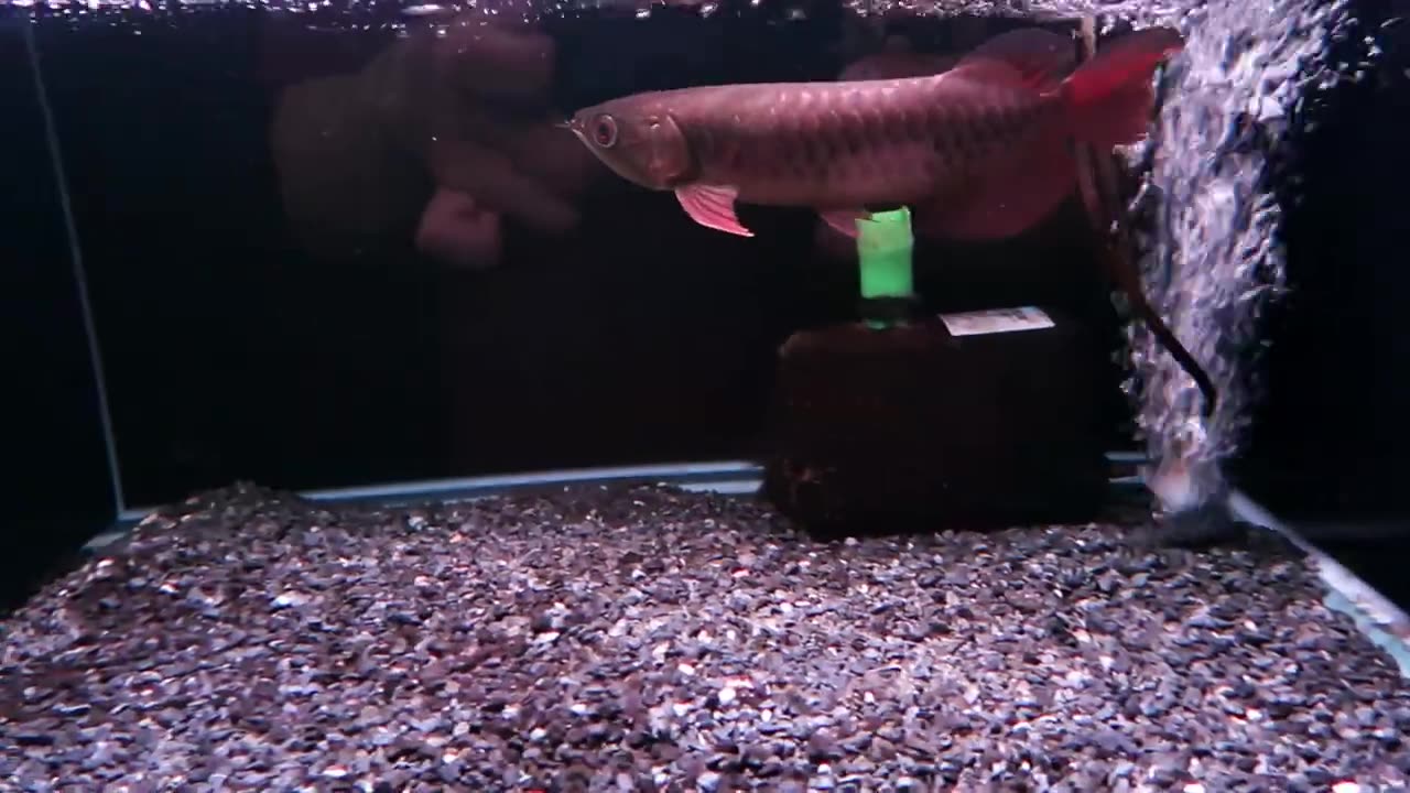 【龍爵士】老種 極上藍底 26公分 (1)