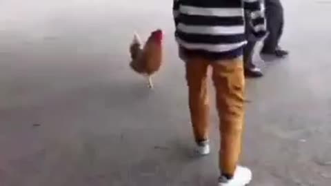 😂🐔 This Rooster's Soccer Skills Will Blow Your Mind! | FunFM