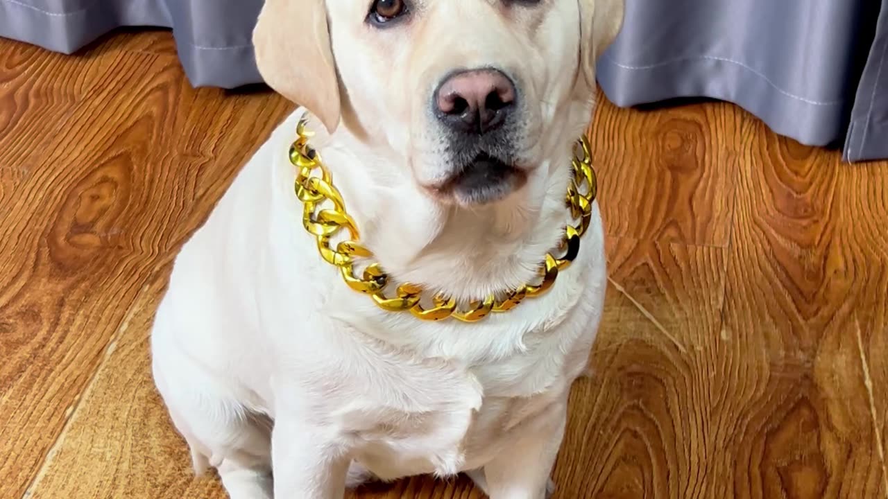 看狗狗最后的表情,他好像生气了…Look at the dog's last expression, he seems angry...