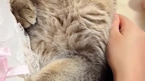 Say you're bad and angry 😂. #cute #cat #animals