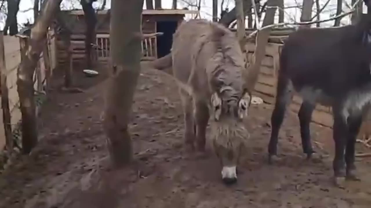 The Russians created a special unit for war donkeys in a planting on one of the front lines.