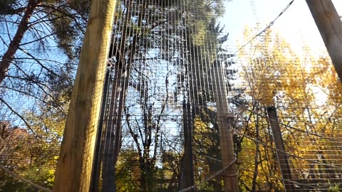 Li bao sings and papa comes out