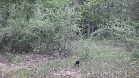 cam 6 3