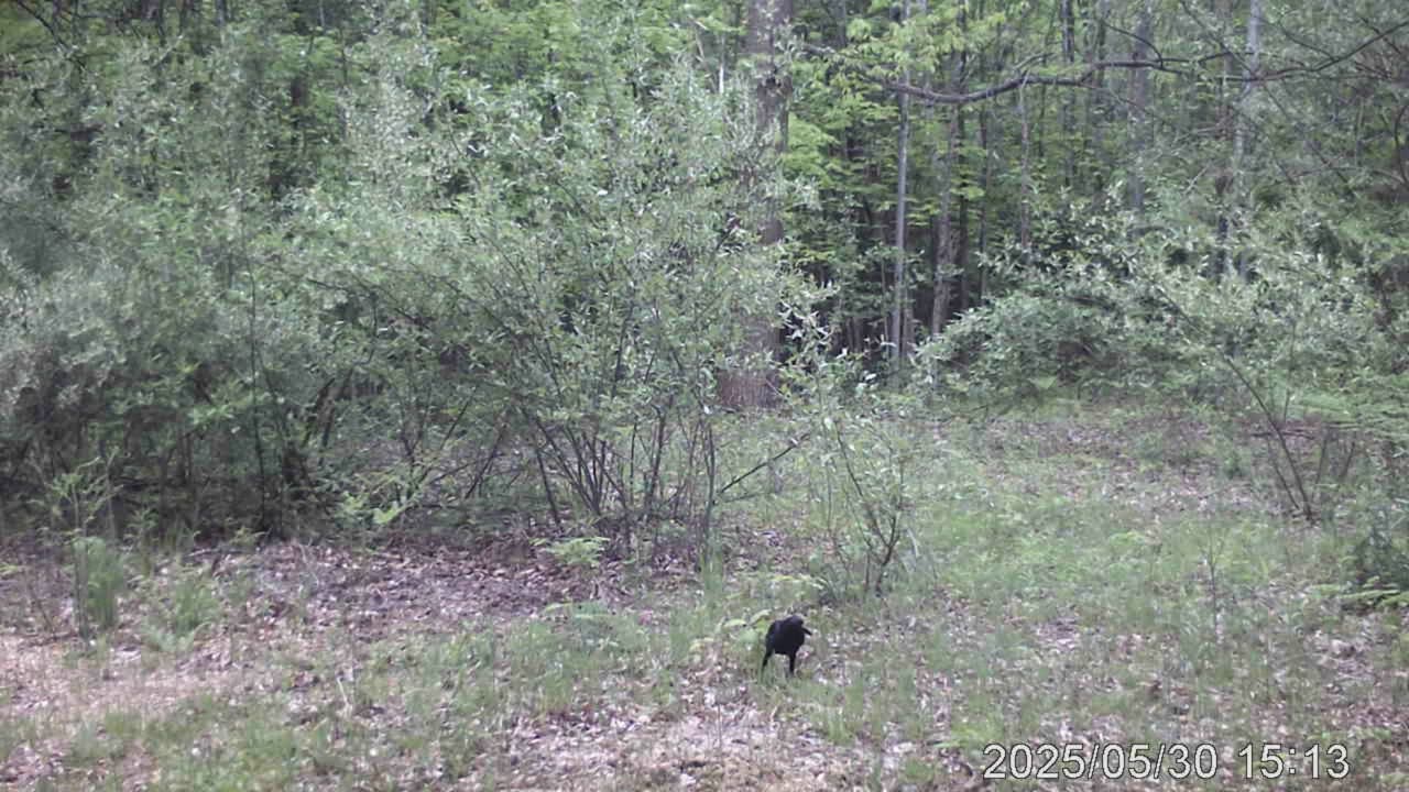 cam 6 3
