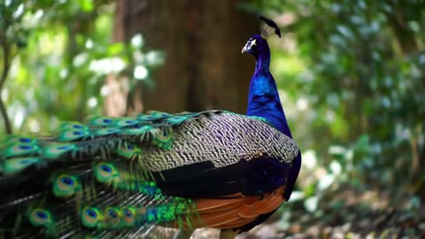 Pavo real