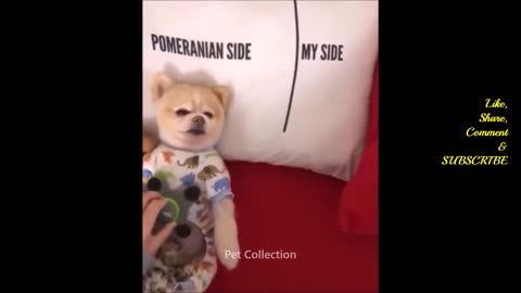 Cute And Funny Pet Videos Compilation #8 ♥ Funny Dog Videos Baby Dogs #3