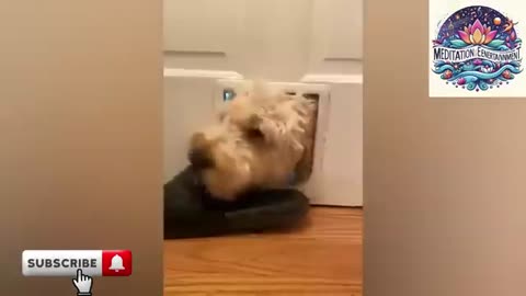 funny animals videos, cute cats videos