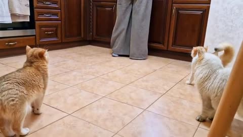 It's time for William's Pride to get some food