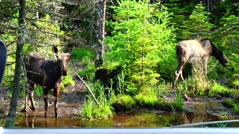 Moose on the Loose