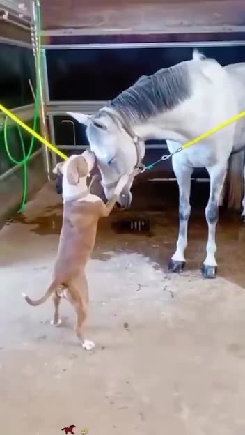 Dogs are awesome and affectionate creatures