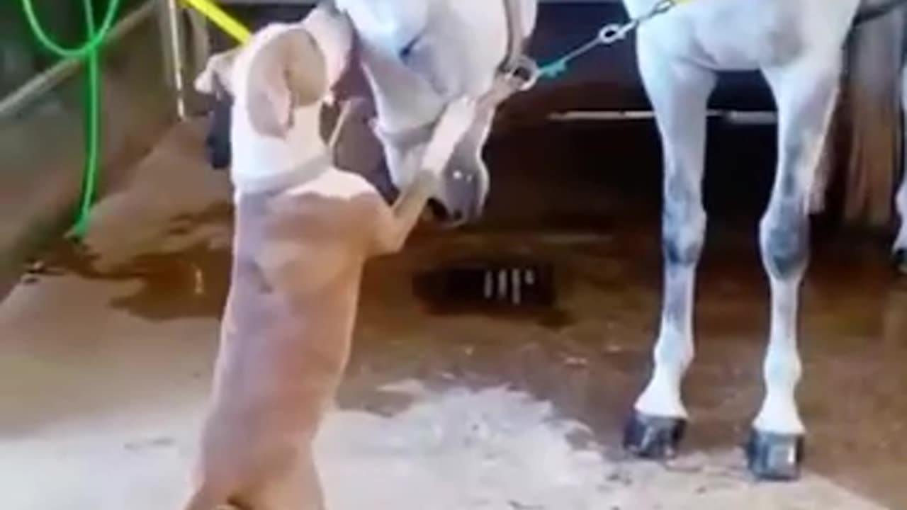 Dogs are awesome and affectionate creatures