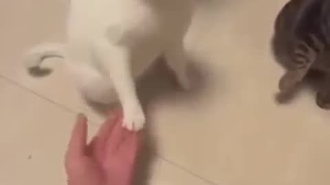 Funny cats