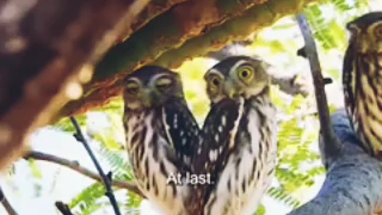 Funny videos funny birds funny animal natural beauty cute animals