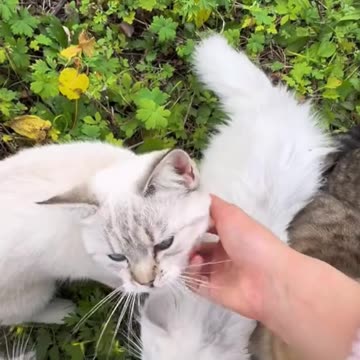 CAT FUNNY AMAZING REELS VIDEO