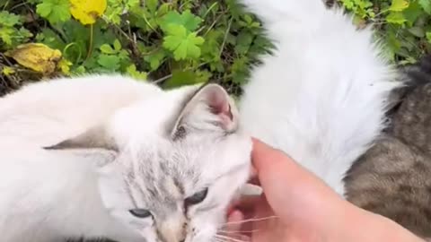 CAT FUNNY AMAZING REELS VIDEO