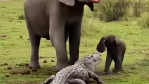 "Mother elephant"🦋😚🐘🐘