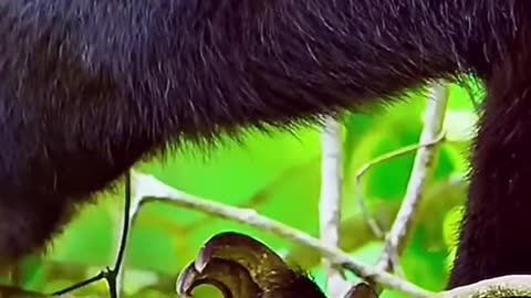 SUN BEARS A RARE SPECIES OF BEAR FOUND THROUGHOUT THE FORESTS OF SOUTHEAST ASIA