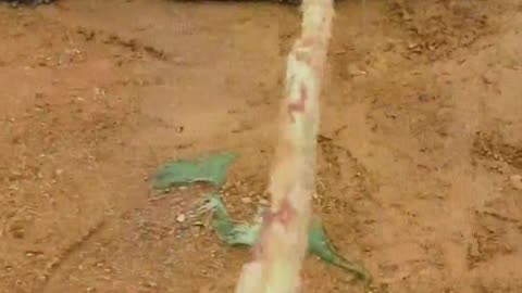 Encountered a very stubborn crocodile