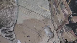 The front-line cat "Masha"