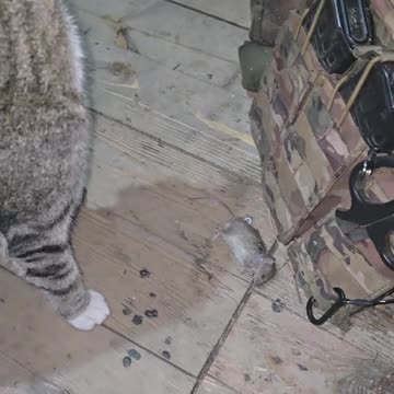 The front-line cat "Masha"