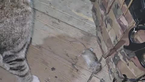 The front-line cat "Masha"