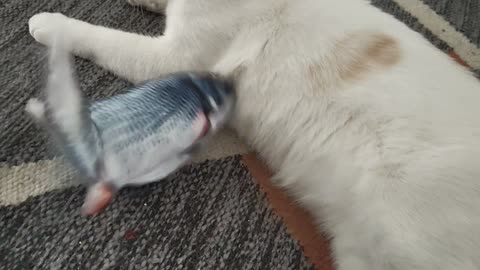 Cat Unbothered by Flopping Fish Toy