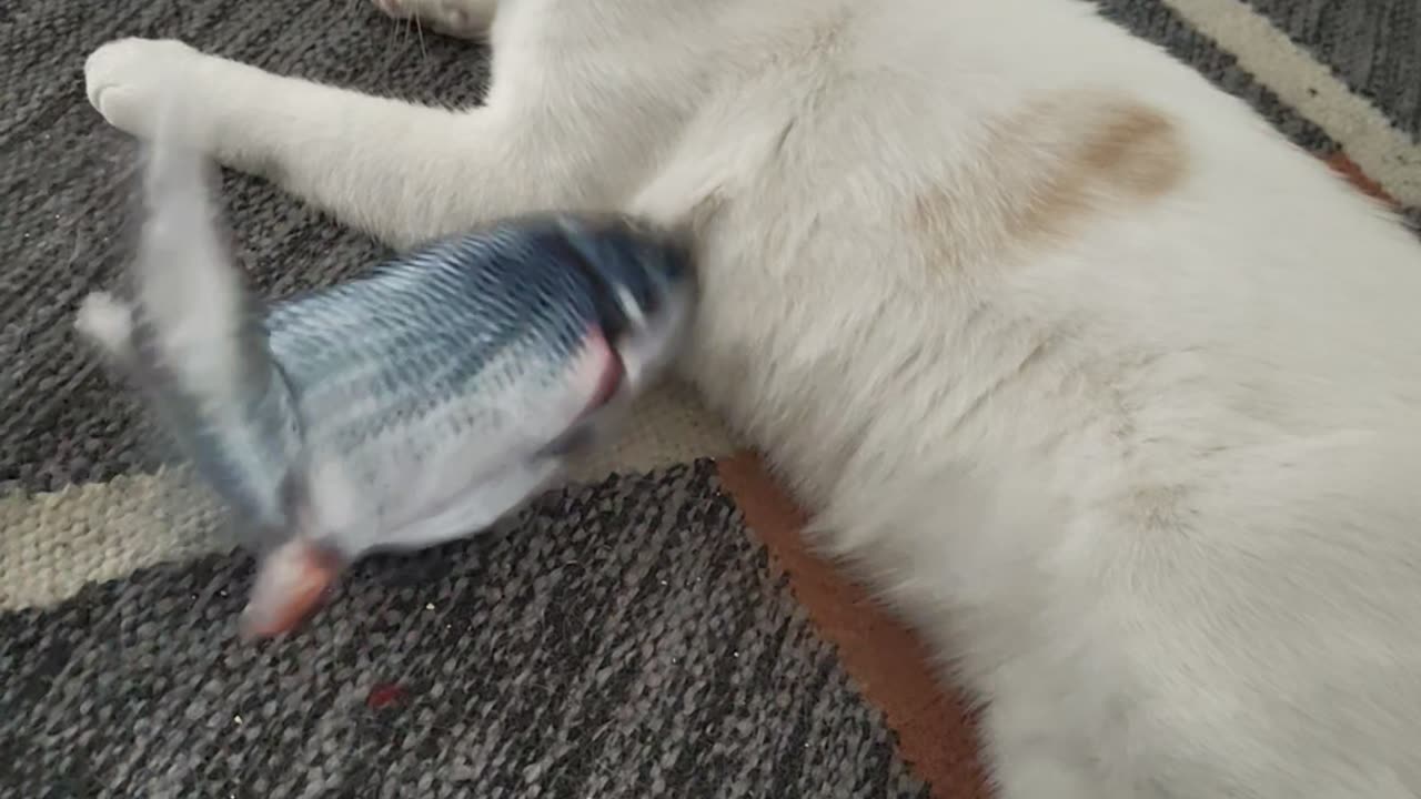 Cat Unbothered by Flopping Fish Toy