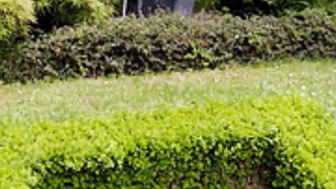 FAMOUS GRAVES - VOL. 629: JAMES JOYCE