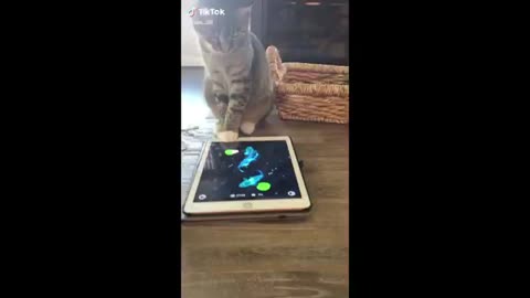 Funny animal videos 2025 - funny cat/dogs - funny animal