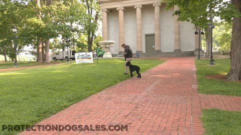 Giant Schnauzer Protection Dog