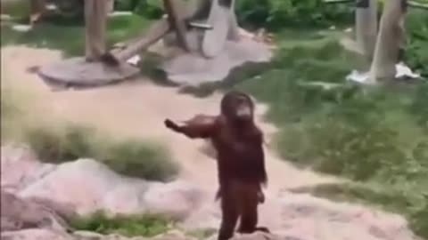 Funny Videos of Cats Dogs Monkeys Cows Fish