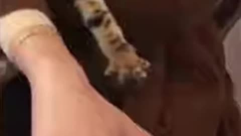 “Laugh Therapy 🤣 The Funniest Dog & Cat Clips Ever”