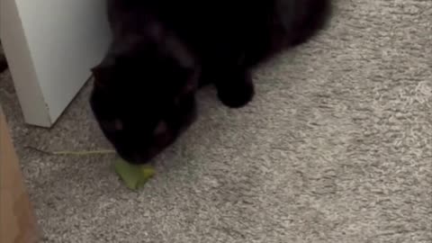 Cute Precious Piper Finds a Plant Leaf - Adopting a Cat from a Shelter Vlog #shorts
