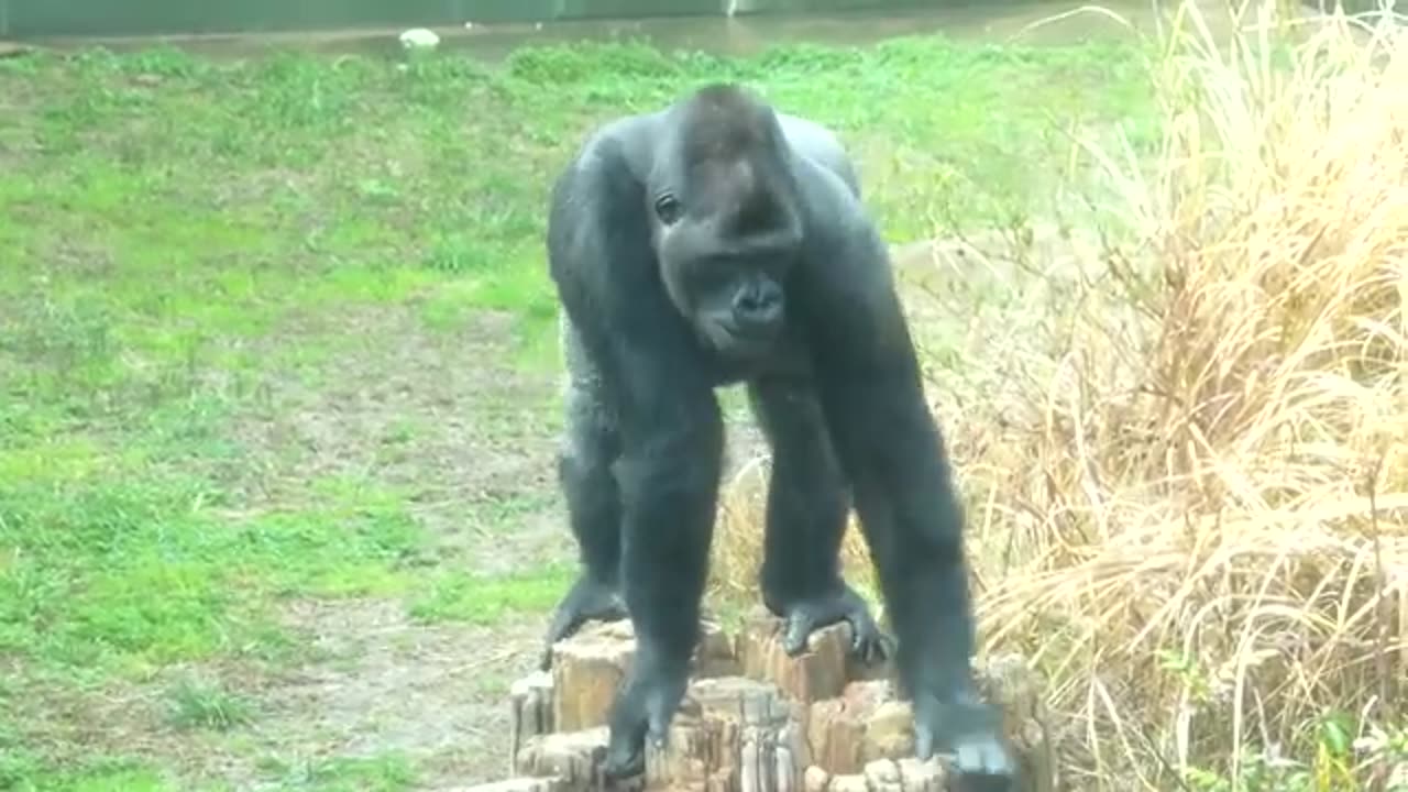 The silverback likes it when a female chases him angrily
