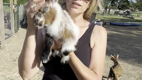 Meet baby Jasper the cutest little fuzz ball baby goat ever!