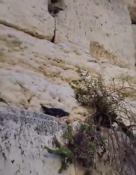 Iranian “Shah in exile” Reza Pahlavi. He heads a group backed by non-Iranian intelligence agencies with the goal of overthrowing the “constitutional” theocracy with a “constitutional” monarchy.