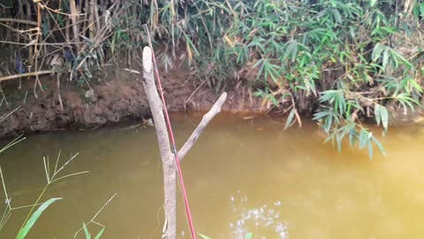 Mancing Ikan Gabus Babon